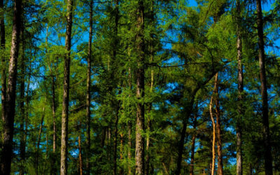 SimonsVoss: Ein Unternehmen im Einsatz für den Waldschutz