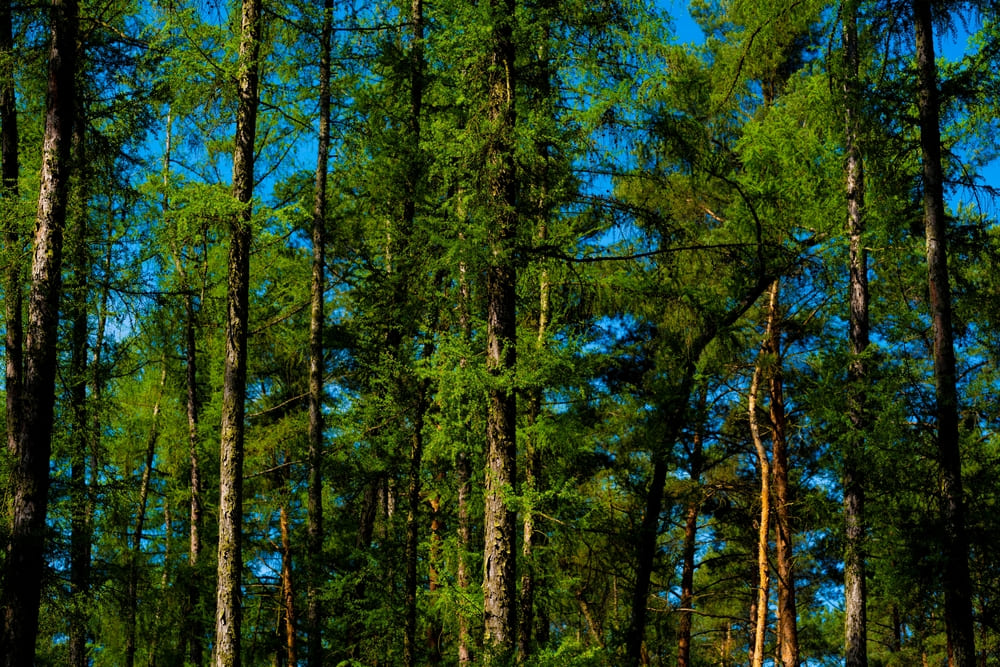 SimonsVoss: Ein Unternehmen im Einsatz für den Waldschutz